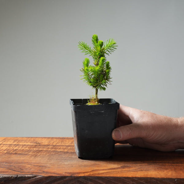 Mini Spruce Starter #205 - Bonsaify
