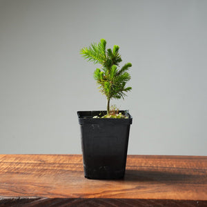 Mini Spruce Starter #205 - Bonsaify