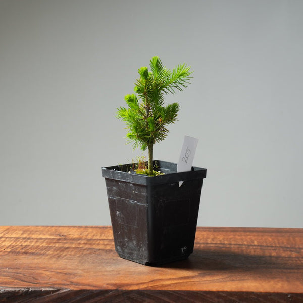 Mini Spruce Starter #205 - Bonsaify