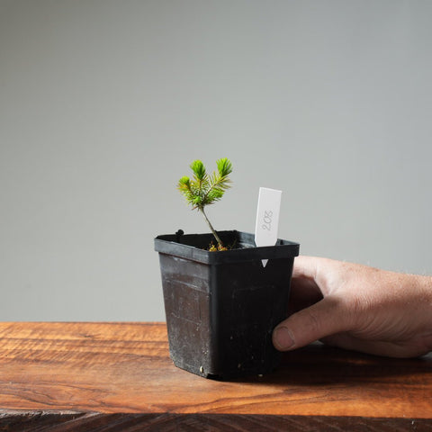 Mini Spruce Starter #208 - Bonsaify