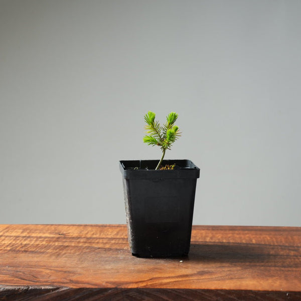 Mini Spruce Starter #208 - Bonsaify