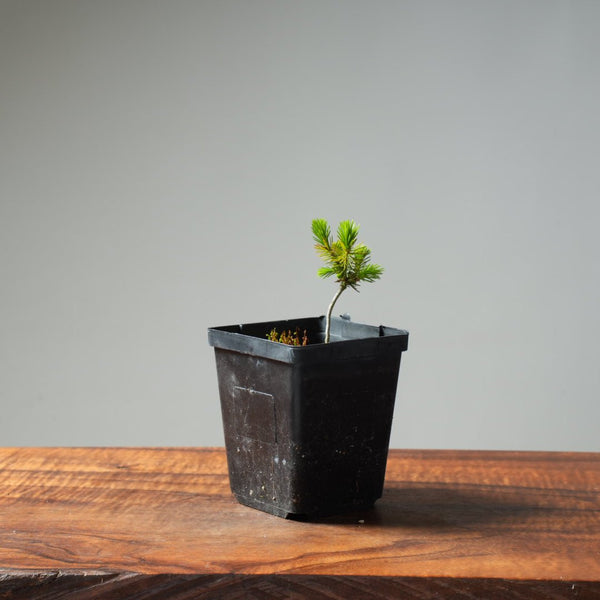 Mini Spruce Starter #208 - Bonsaify