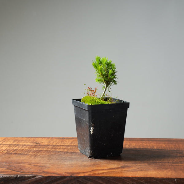 Mini Spruce Starter #209 - Bonsaify