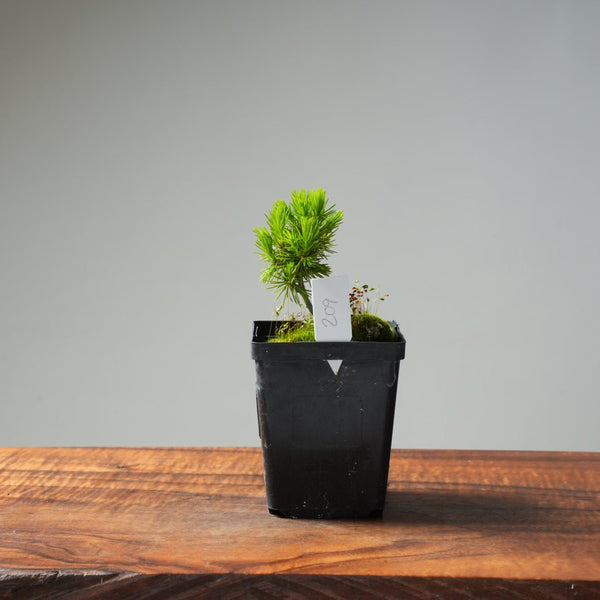 Mini Spruce Starter #209 - Bonsaify