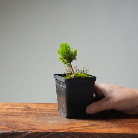 Mini Spruce Starter #209 - Bonsaify