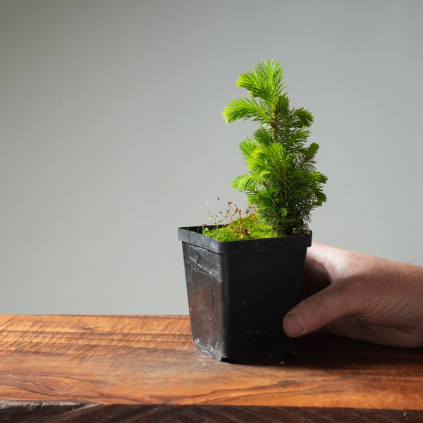 Mini Spruce Starter #210 - Bonsaify