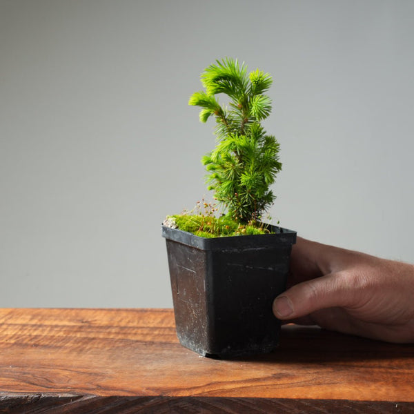 Mini Spruce Starter #210 - Bonsaify