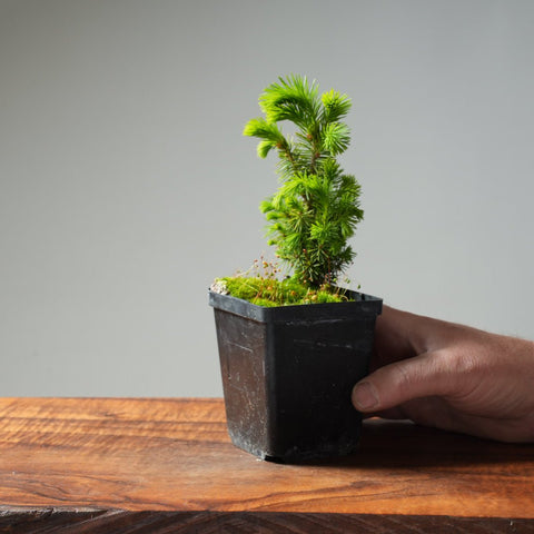 Mini Spruce Starter #210 - Bonsaify