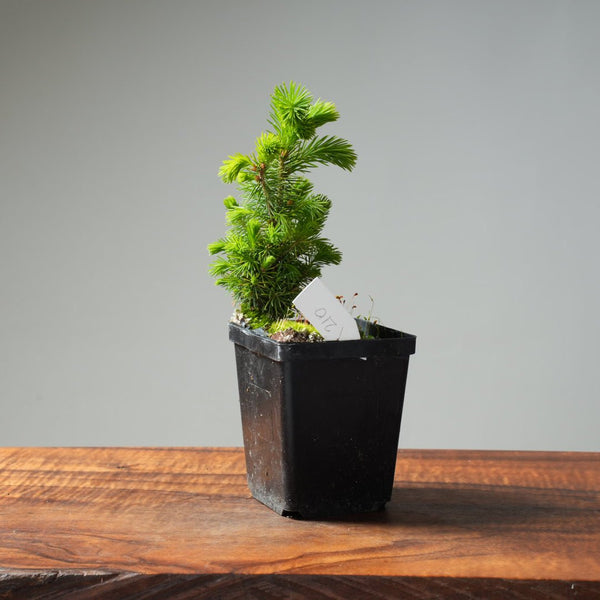 Mini Spruce Starter #210 - Bonsaify
