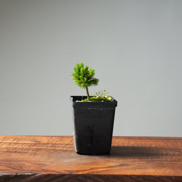 Mini Spruce Starter #211 - Bonsaify