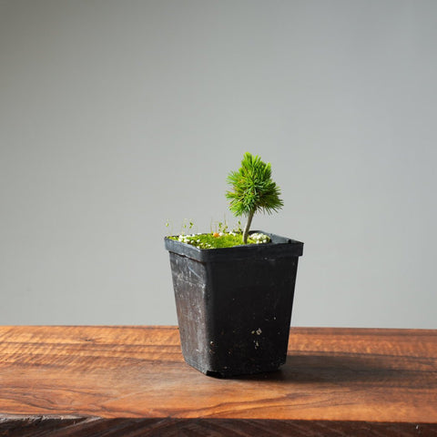 Mini Spruce Starter #211 - Bonsaify