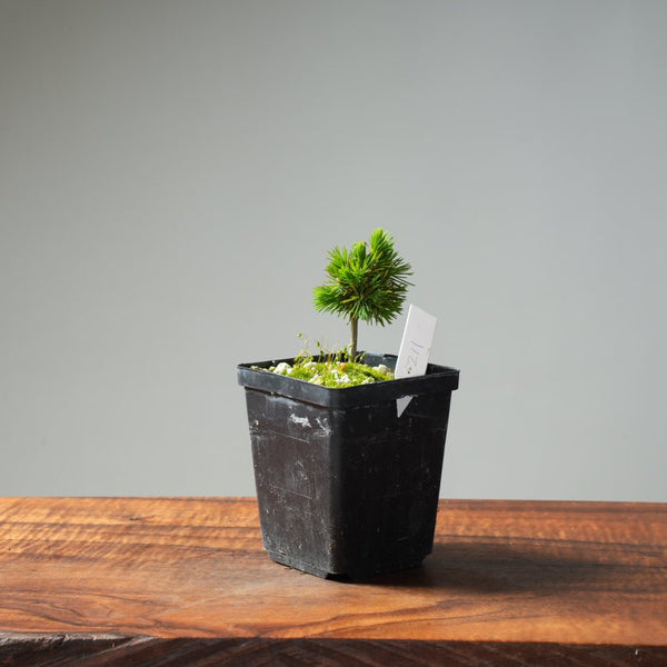 Mini Spruce Starter #211 - Bonsaify