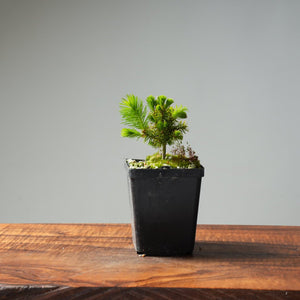 Mini Spruce Starter #212 - Bonsaify