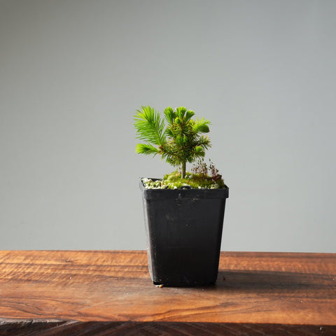 Mini Spruce Starter #212 - Bonsaify