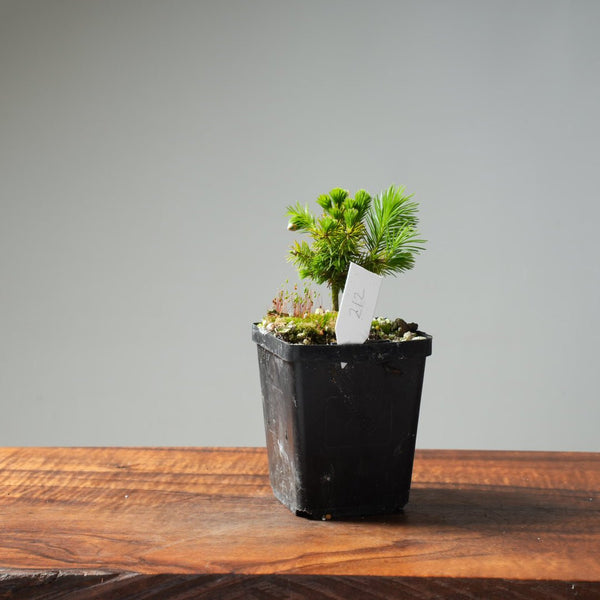 Mini Spruce Starter #212 - Bonsaify