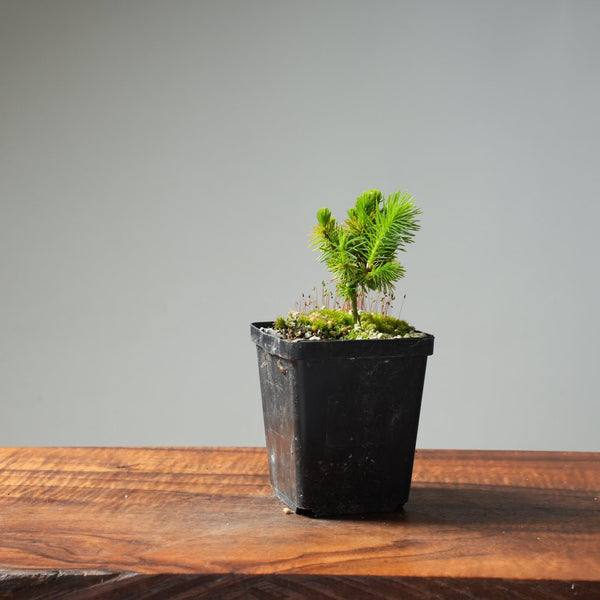 Mini Spruce Starter #212 - Bonsaify