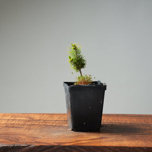 Mini Spruce Starter #213 - Bonsaify