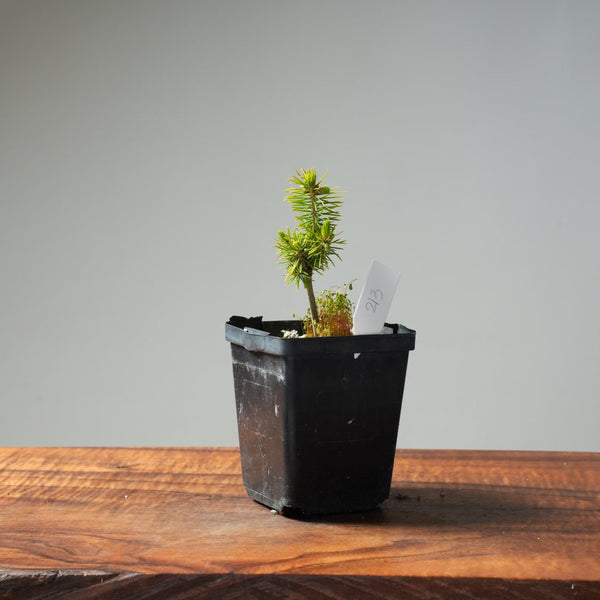 Mini Spruce Starter #213 - Bonsaify