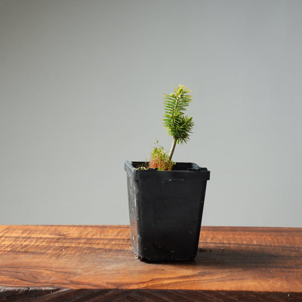 Mini Spruce Starter #213 - Bonsaify