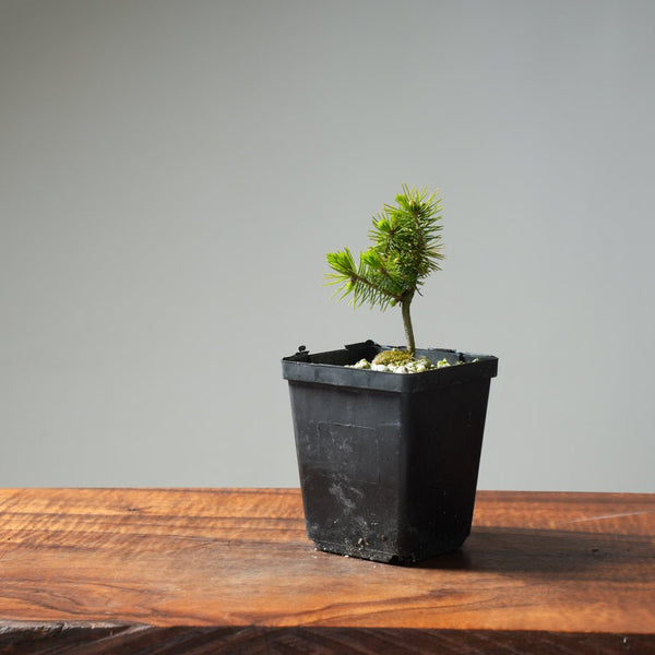 Mini Spruce Starter #214 - Bonsaify