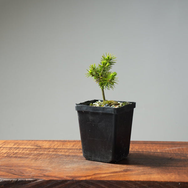 Mini Spruce Starter #214 - Bonsaify