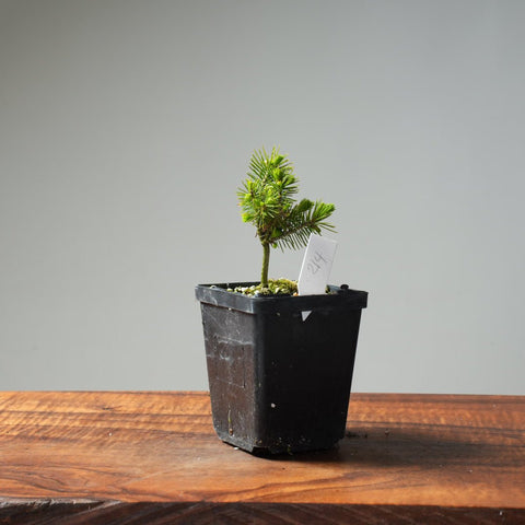 Mini Spruce Starter #214 - Bonsaify