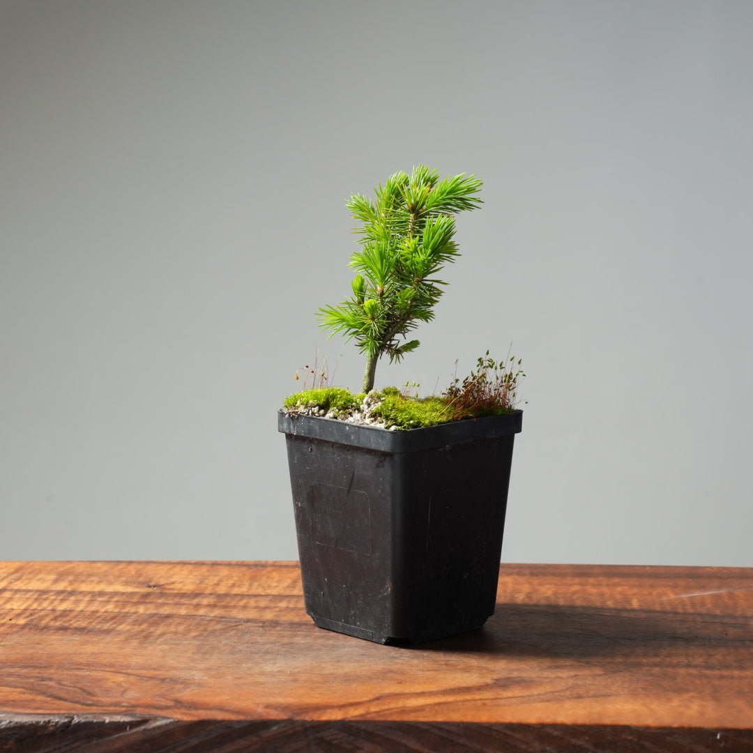Mini Spruce Starter #215 - Bonsaify