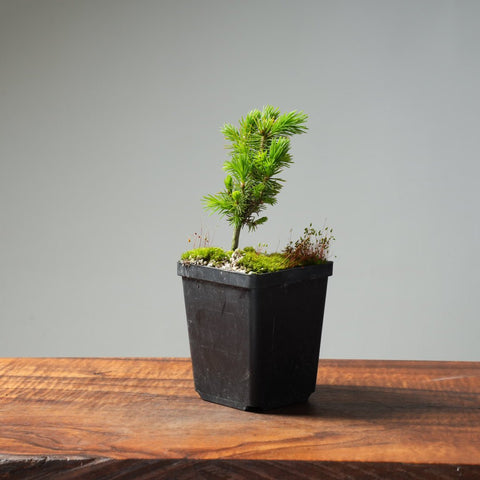 Mini Spruce Starter #215 - Bonsaify