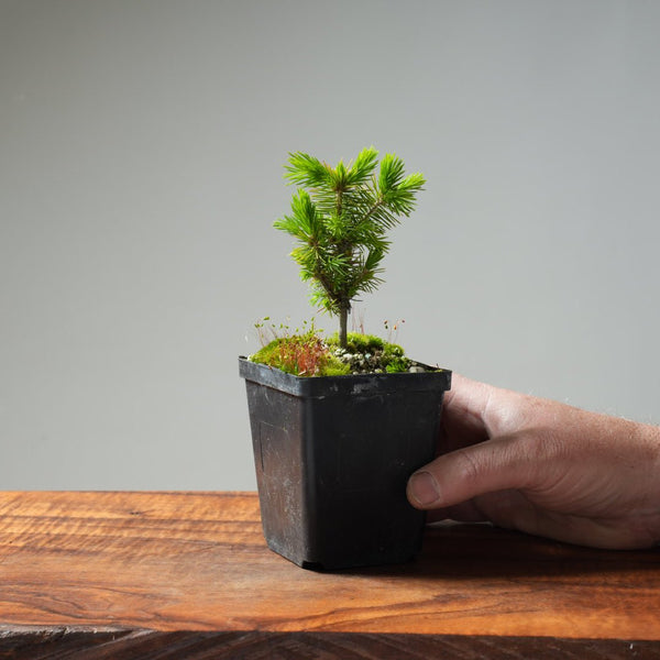 Mini Spruce Starter #215 - Bonsaify