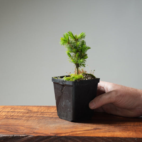 Mini Spruce Starter #215 - Bonsaify