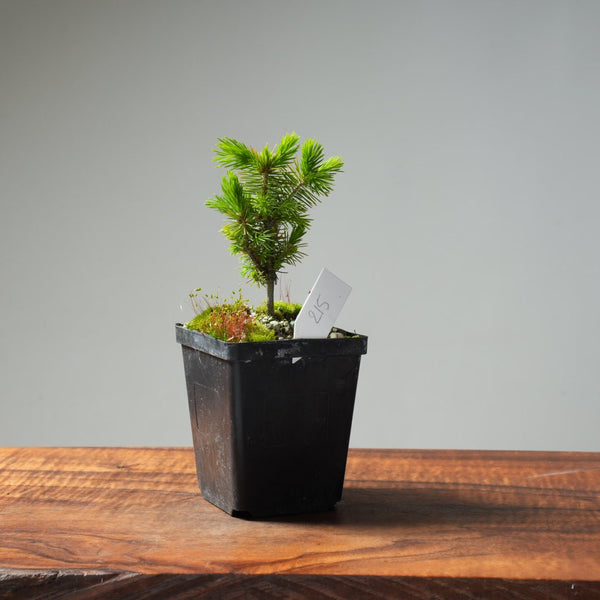 Mini Spruce Starter #215 - Bonsaify