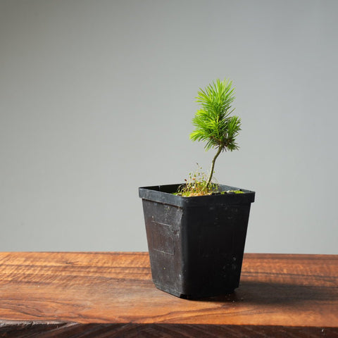 Mini Spruce Starter #216 - Bonsaify