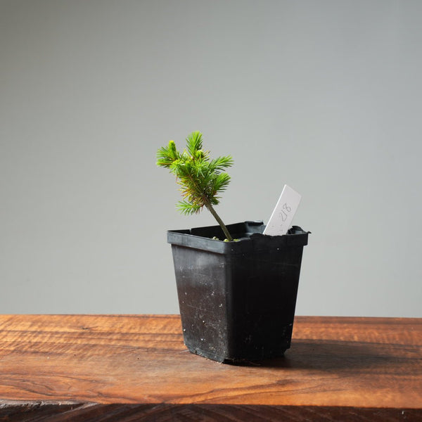 Mini Spruce Starter #218 - Bonsaify