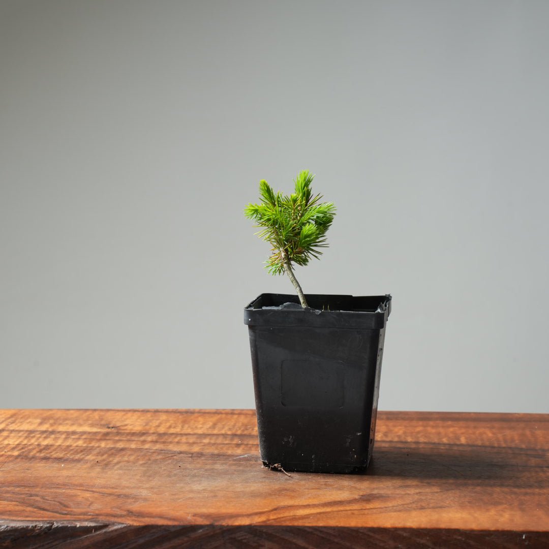 Mini Spruce Starter #218 - Bonsaify