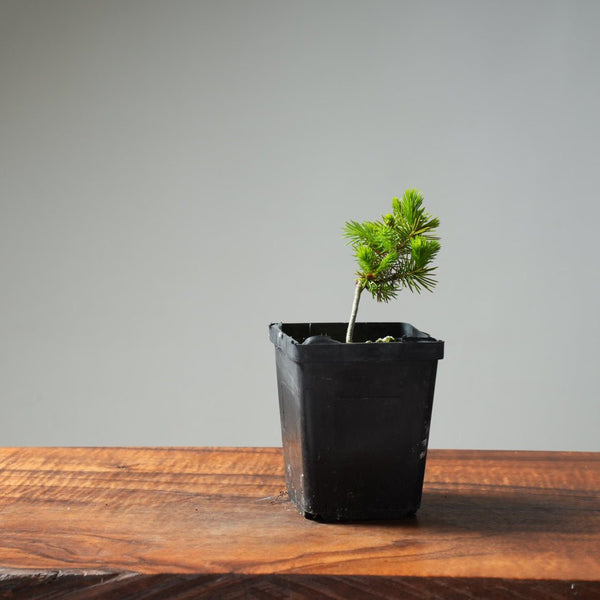 Mini Spruce Starter #218 - Bonsaify