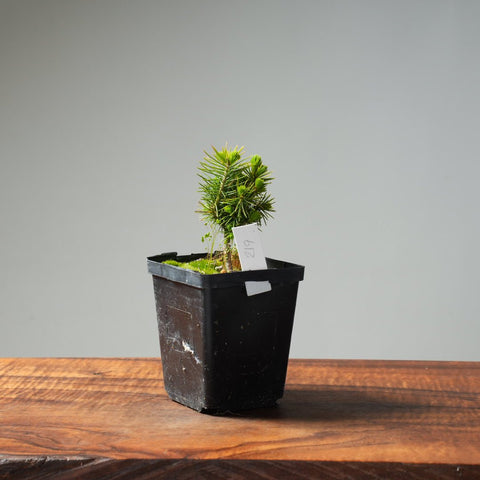 Mini Spruce Starter #219 - Bonsaify