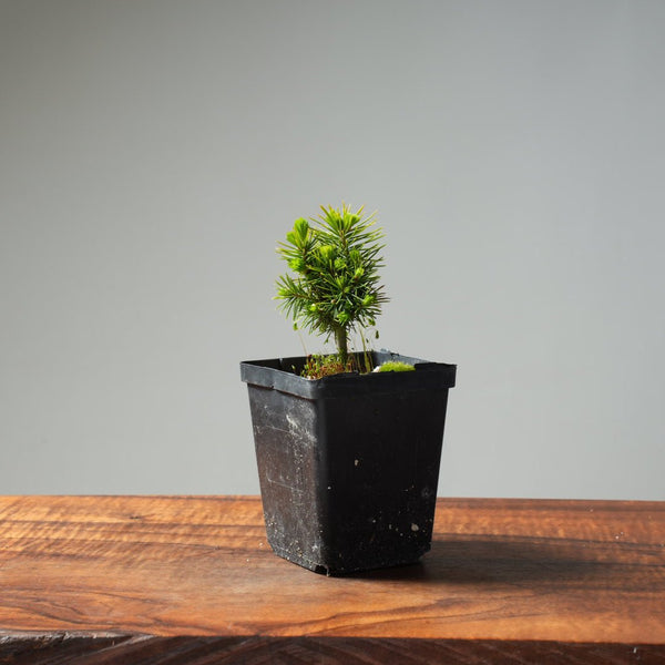 Mini Spruce Starter #219 - Bonsaify