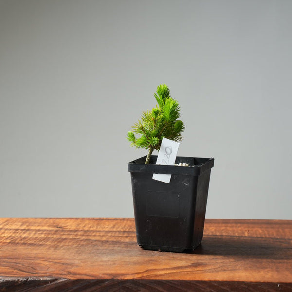 Mini Spruce Starter #220 - Bonsaify