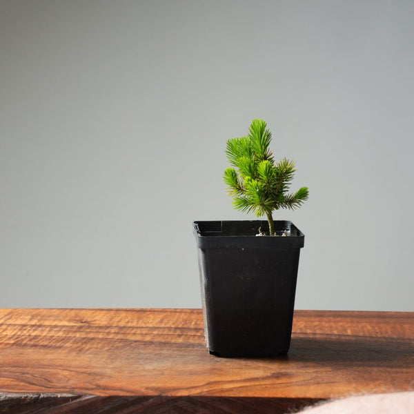 Mini Spruce Starter #220 - Bonsaify