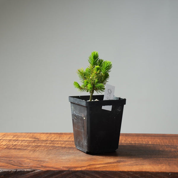 Mini Spruce Starter #220 - Bonsaify