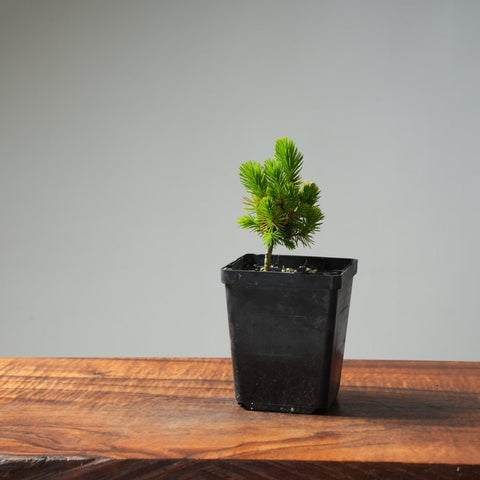 Mini Spruce Starter #220 - Bonsaify