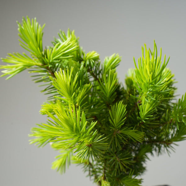 Mini Spruce Starter #222 - Bonsaify