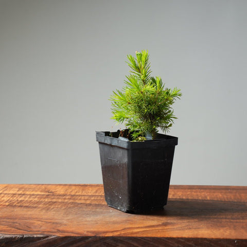 Mini Spruce Starter #222 - Bonsaify