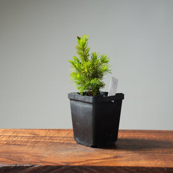 Mini Spruce Starter #222 - Bonsaify