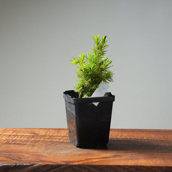 Mini Spruce Starter #222 - Bonsaify