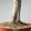 Monterey Cypress Bonsai #1322 - Bonsaify