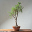 Monterey Cypress Bonsai #1322 - Bonsaify