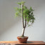 Monterey Cypress Bonsai #1322 - Bonsaify