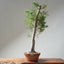 Monterey Cypress Bonsai #1322 - Bonsaify
