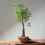 Monterey Cypress Bonsai #1322 - Bonsaify